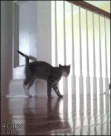 Crazy Cats