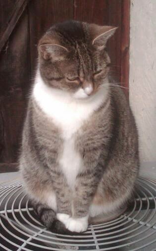 Pretty Kitty