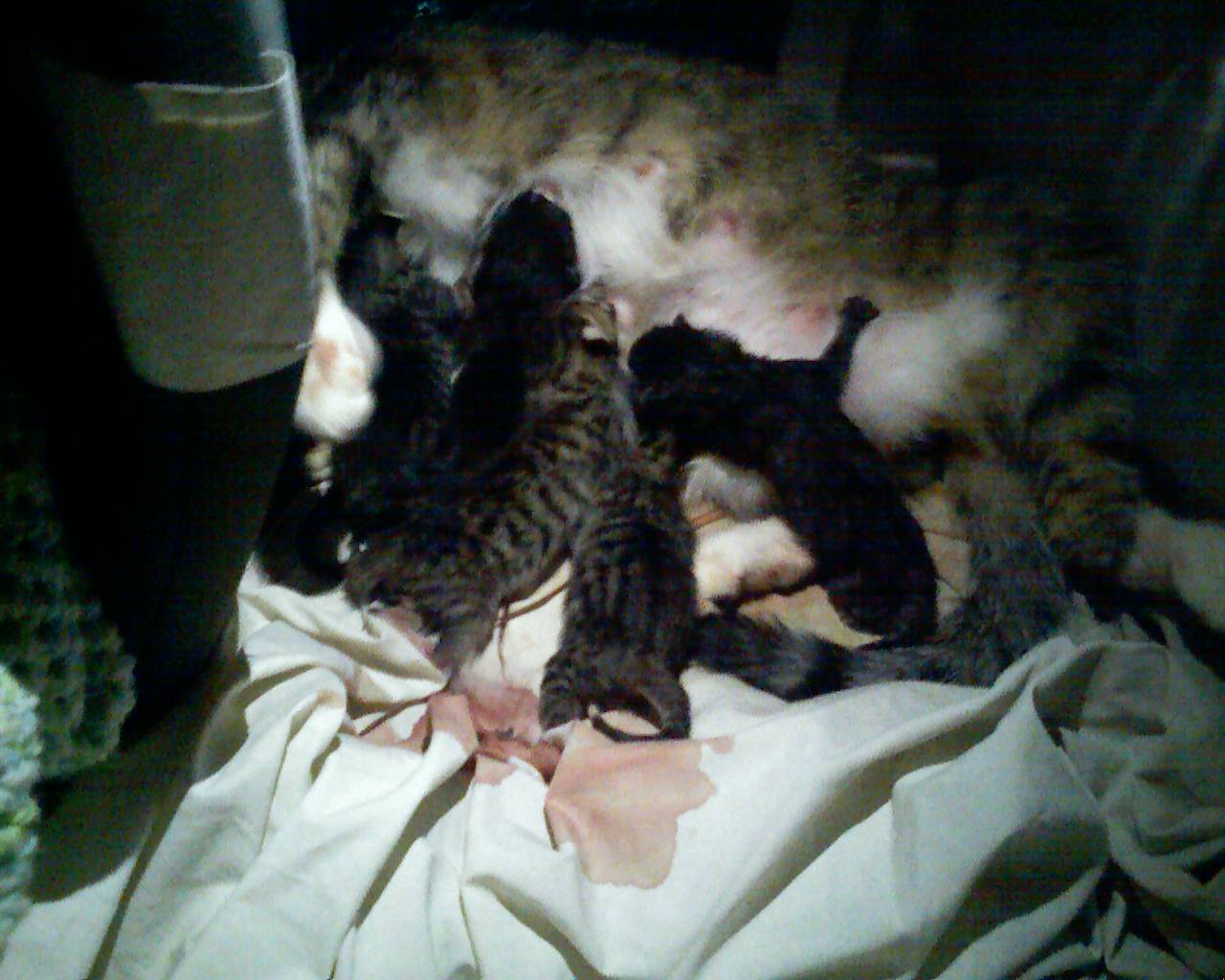 Babies