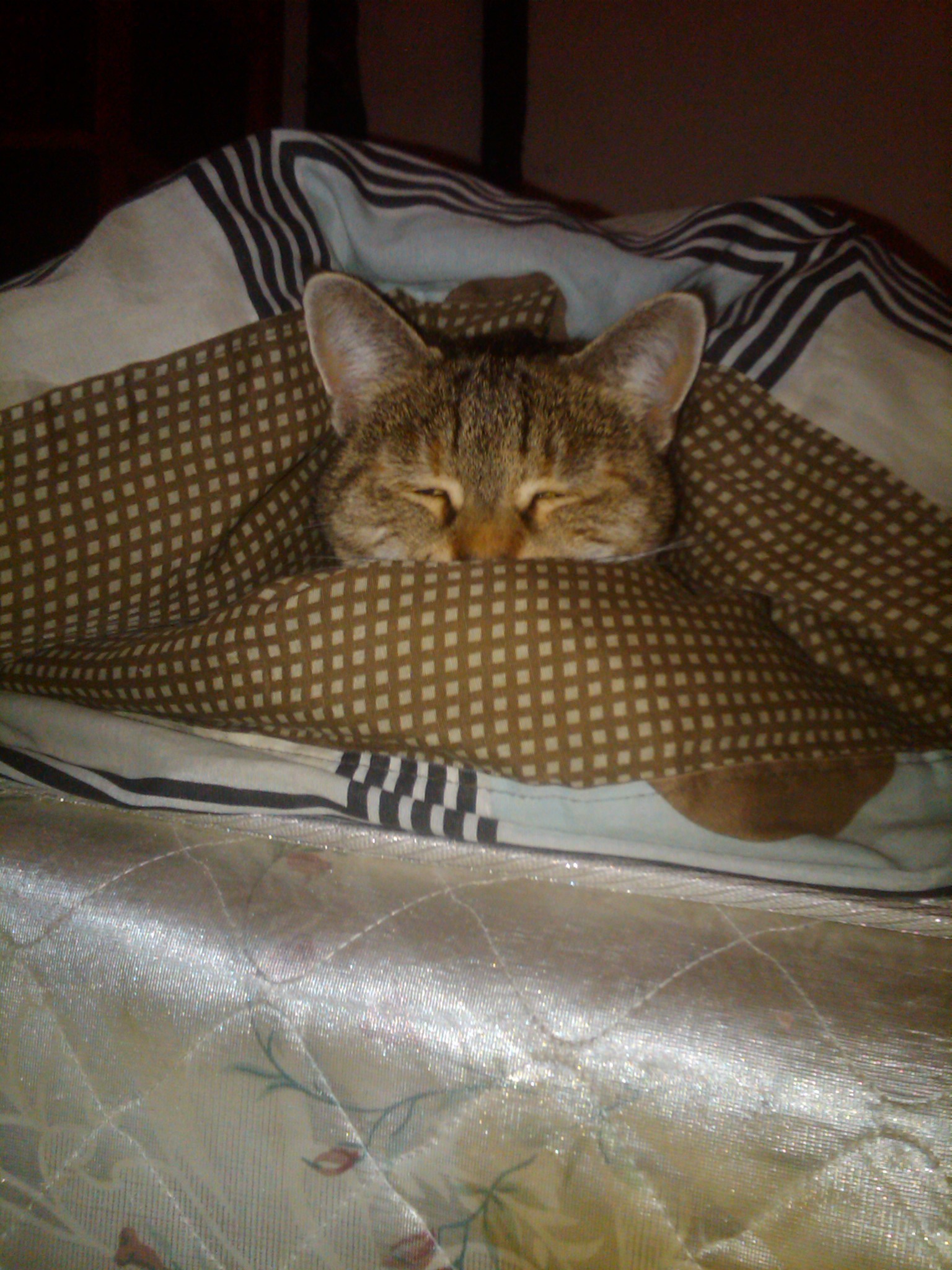 Silly Kitty