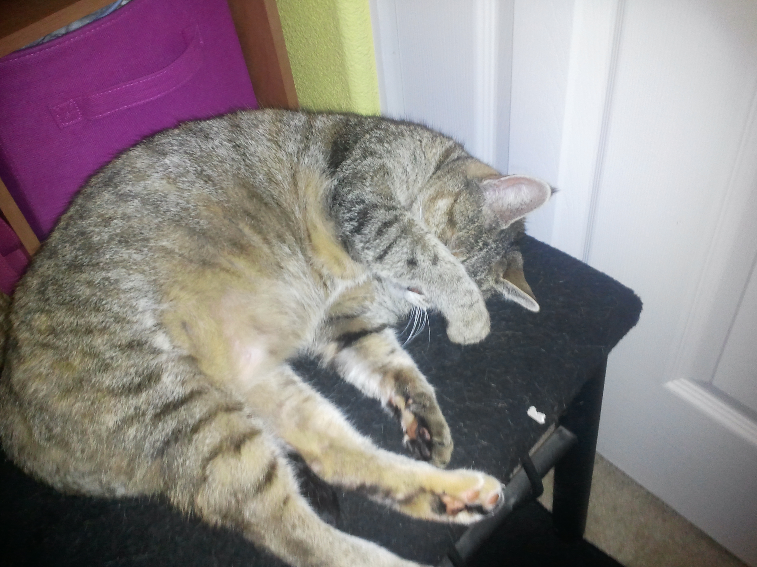 Marlin Comfy