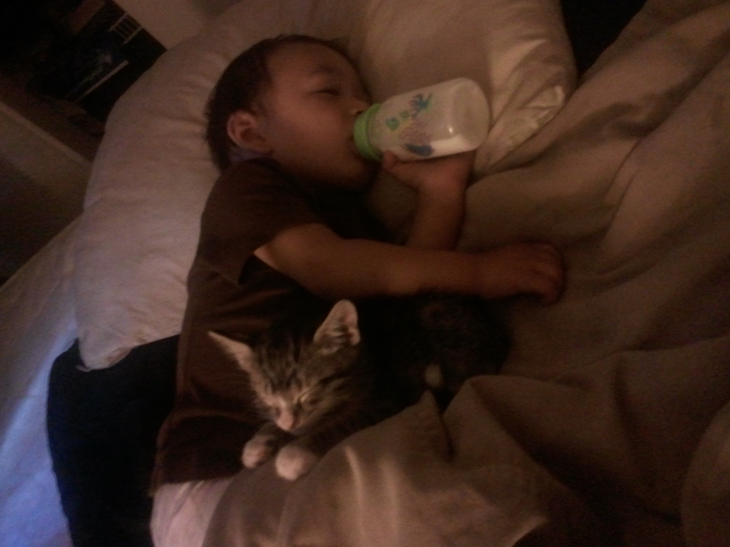 Kittens