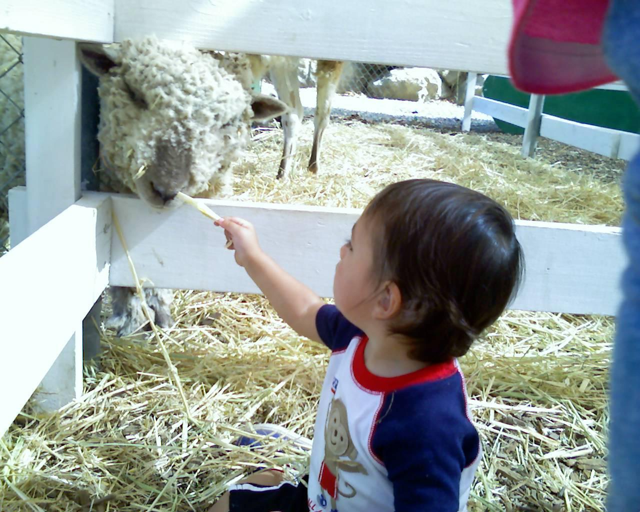 Petting Zoo