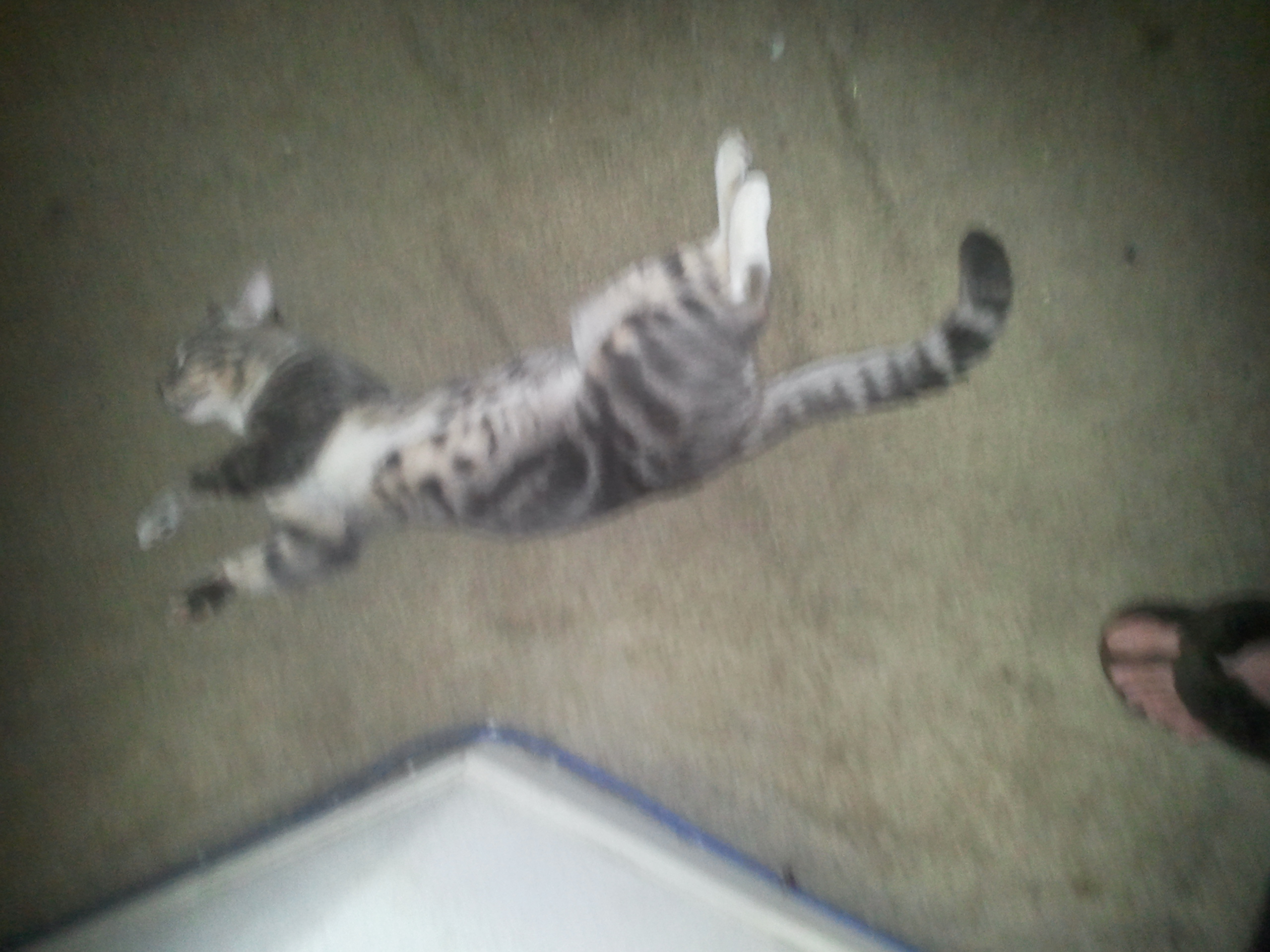 Broken Kitty