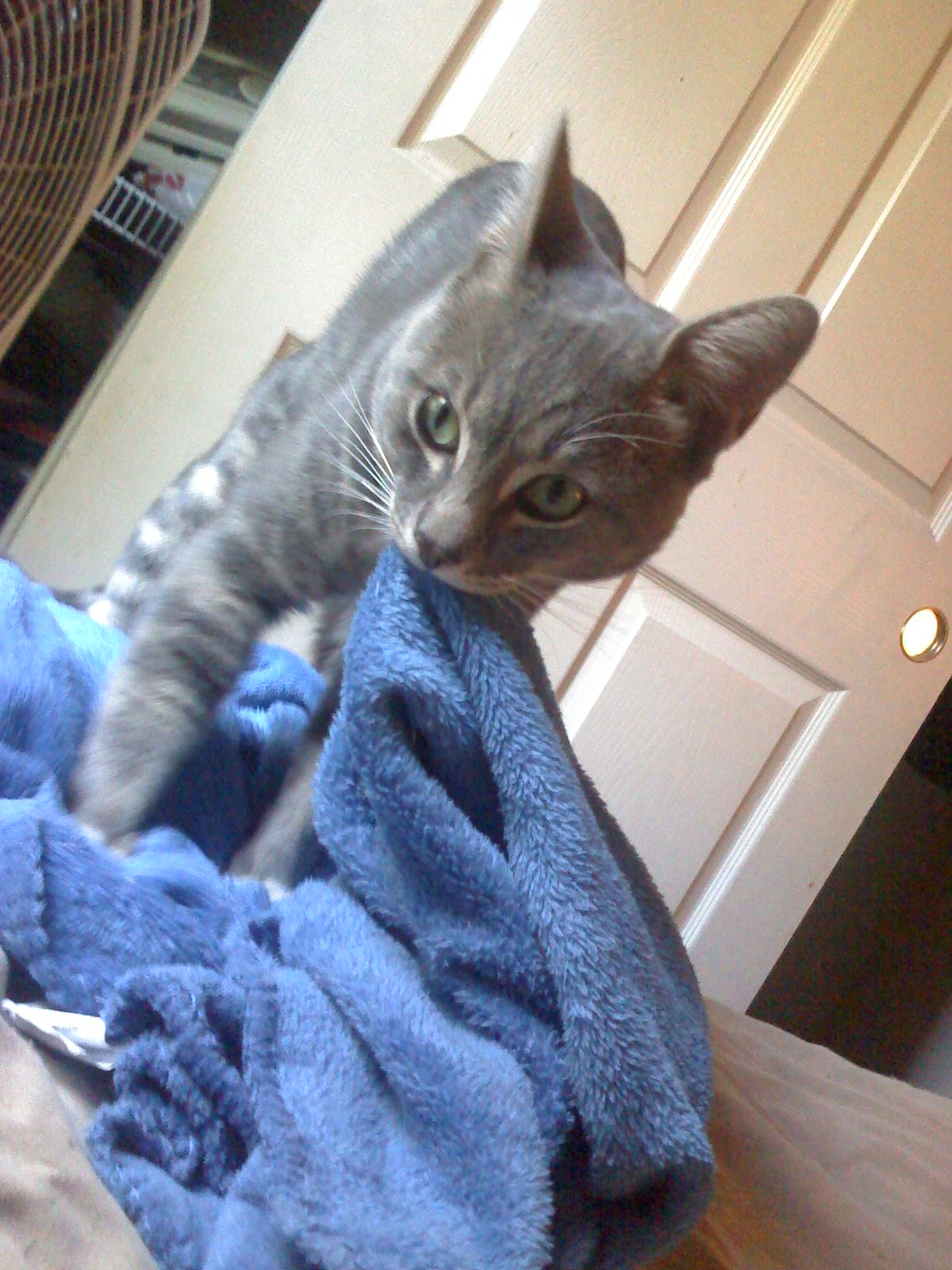 Kneading