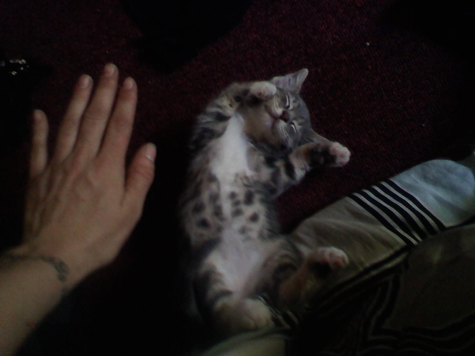 Broken Kitten