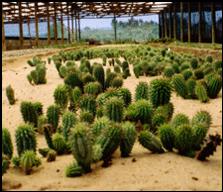 Hoodia - natural plant that helps fight fat