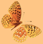 Borbase2m.gif (3903 bytes)