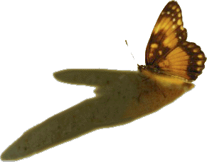 Bortrans.gif (18577 bytes)