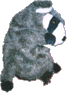 Raccy