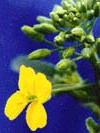 One Single Canola or Mustard Flower