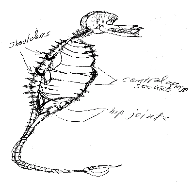Soro central skeleton from right side
