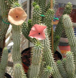 Weight loss. Hoodia - great appetite suppressant.