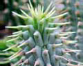 Hoodia gordonii, ein natürlicher Appetit suppressant