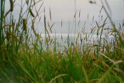 good morning ocean