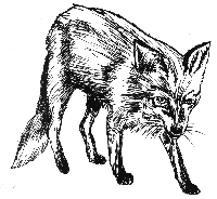 BEVNFOX.jpg (31968 bytes)