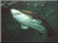 Shark - Swakopmund Aquarium
