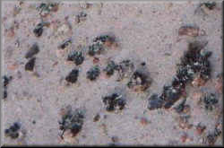 Lichens in their Ordinary State