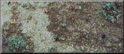 Lichens after a few drops of Water