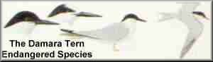 The Damara Tern
