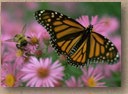 Monarch Butterfly