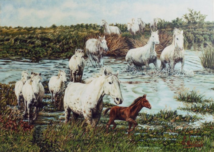 Camargue