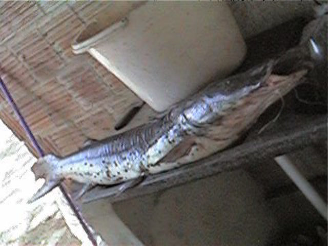 Pesqueiro Camis�o