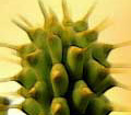 Hoodia Betriebstestimonials