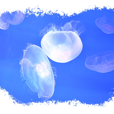 jellyfish