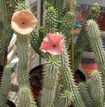 Hay muchas plantas de Hoodia