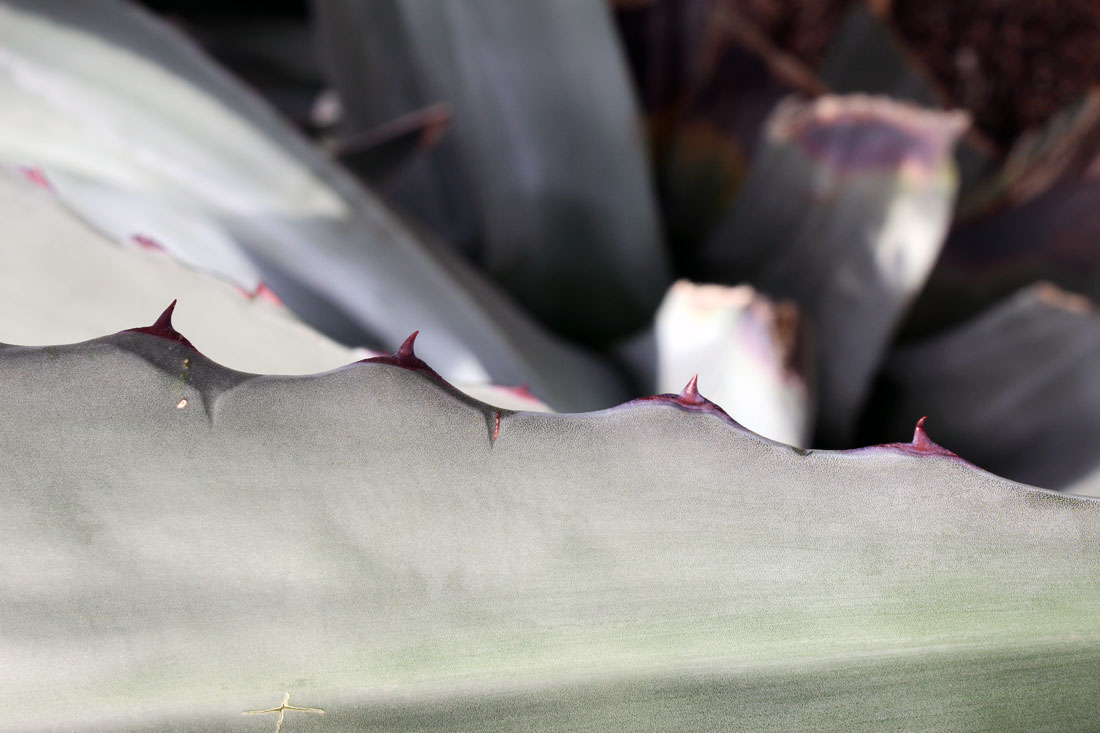 agave photography