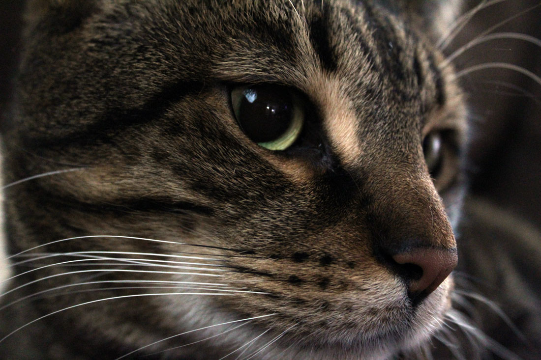 cat photography