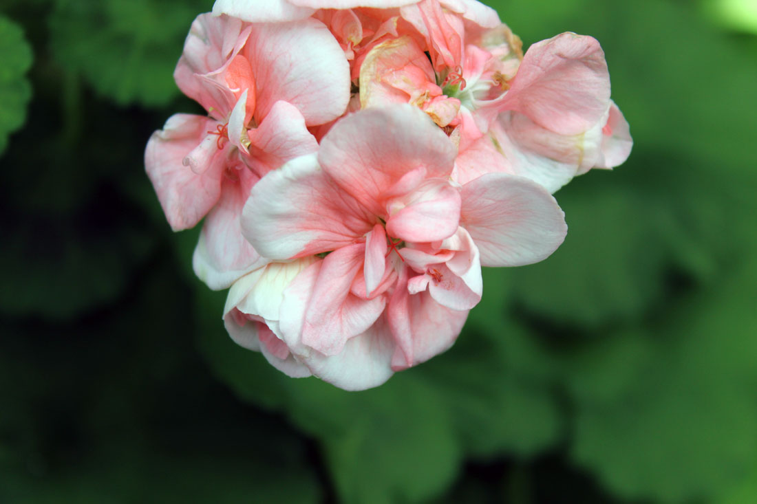 flower photography