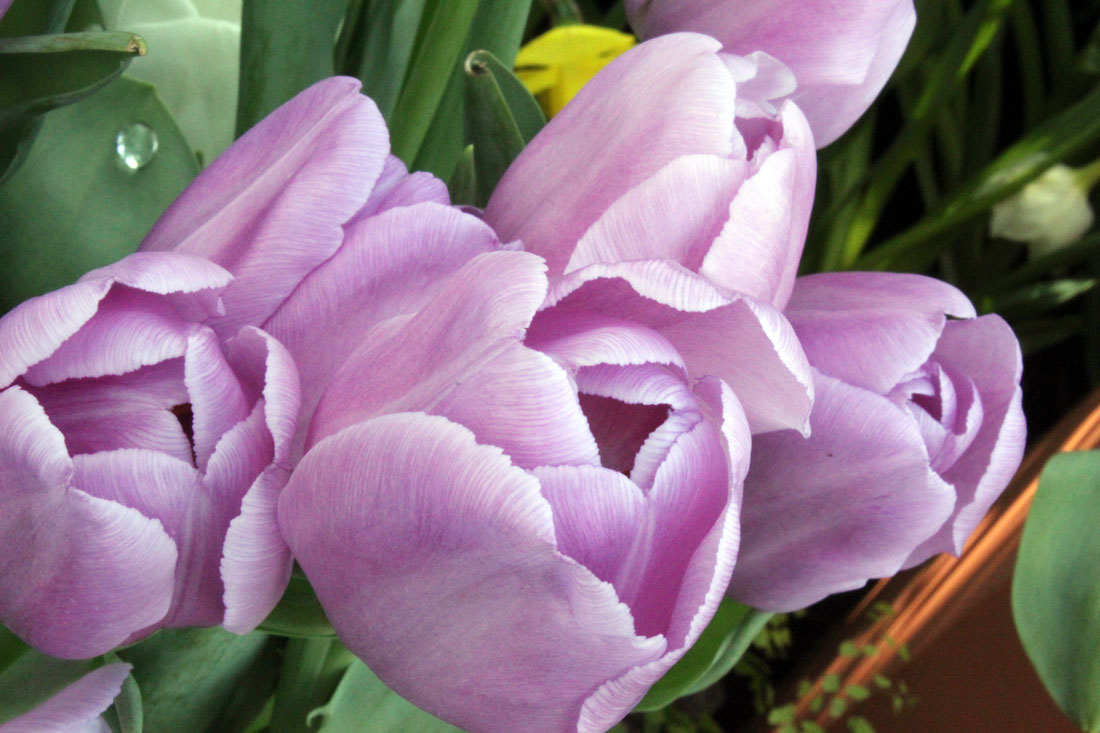 flower photography