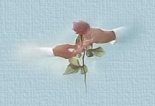 Una rosa