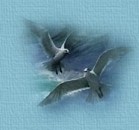 Gaviotas