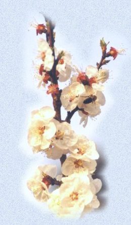 Flor