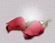 Rosas