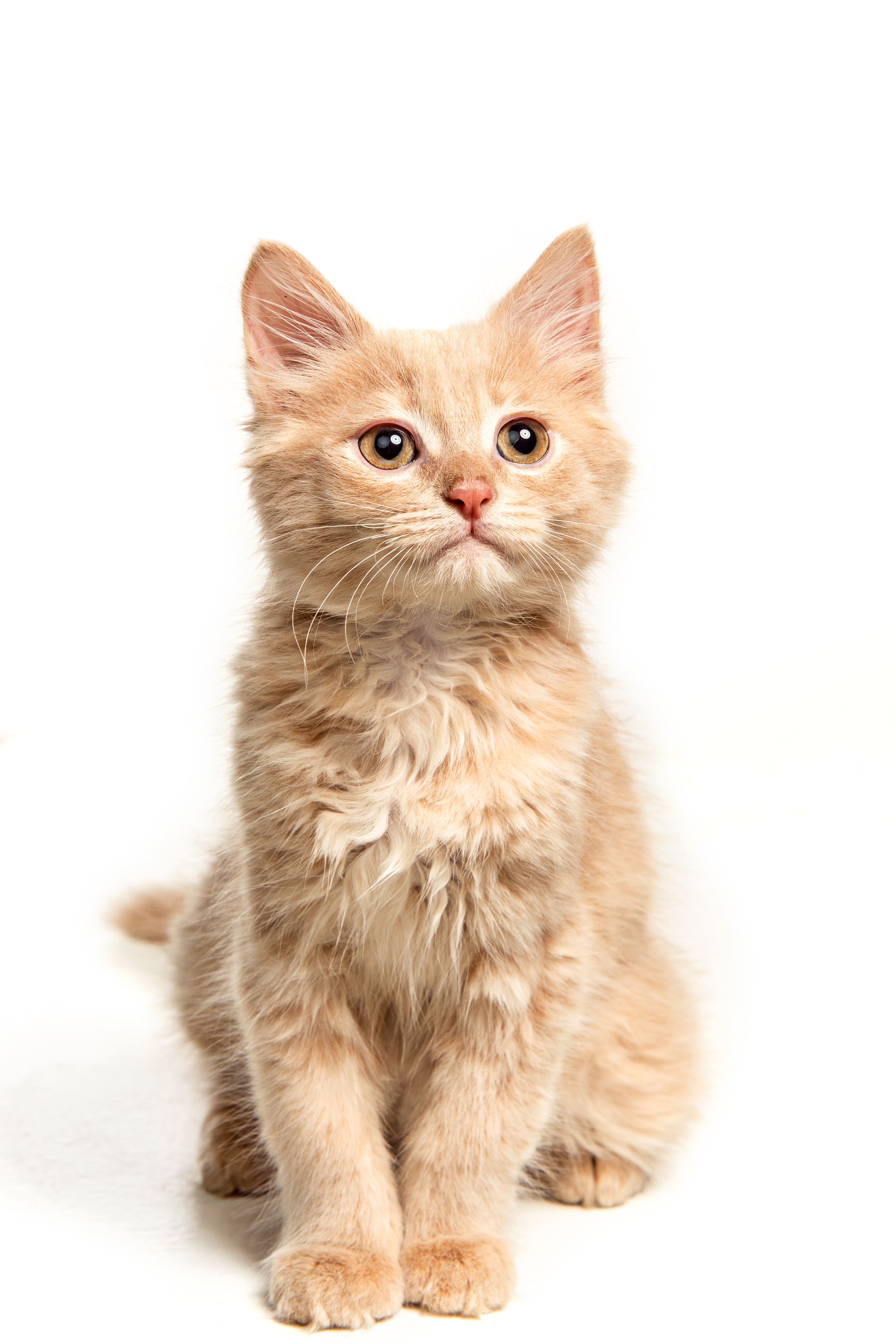 adoptar