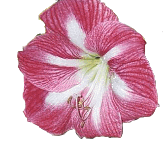 Amaryllis Flower 