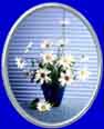 daisies