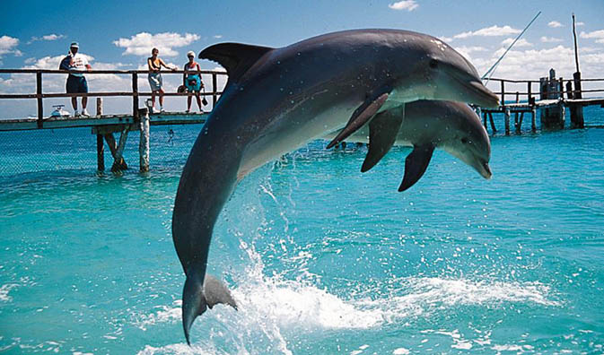 dolphin1