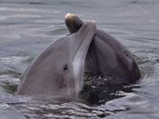 dolphin3