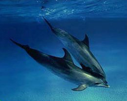 dolphin5