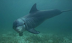 dolphin6
