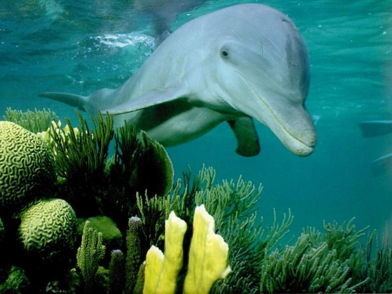 dolphin7