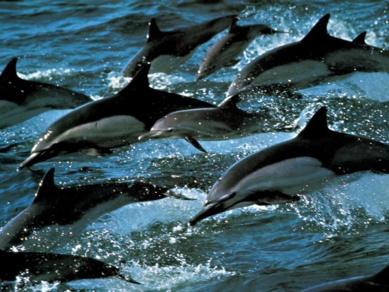 dolphins