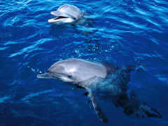 dolphin9
