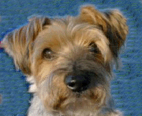Pepper