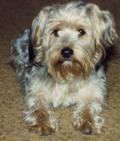 Pepper